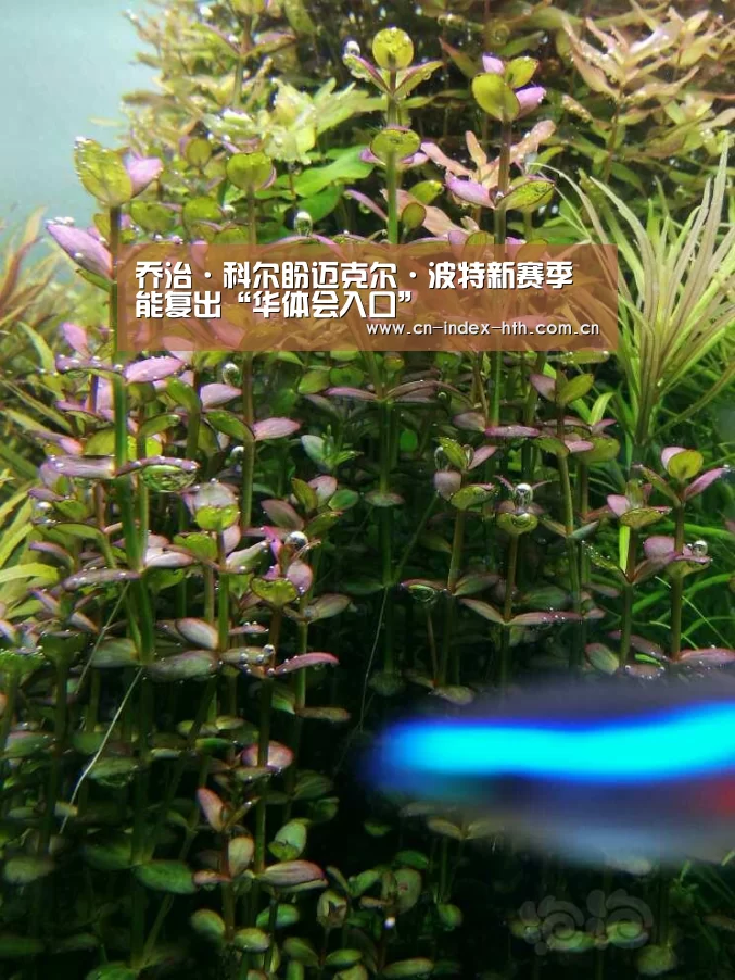 电竞棋牌